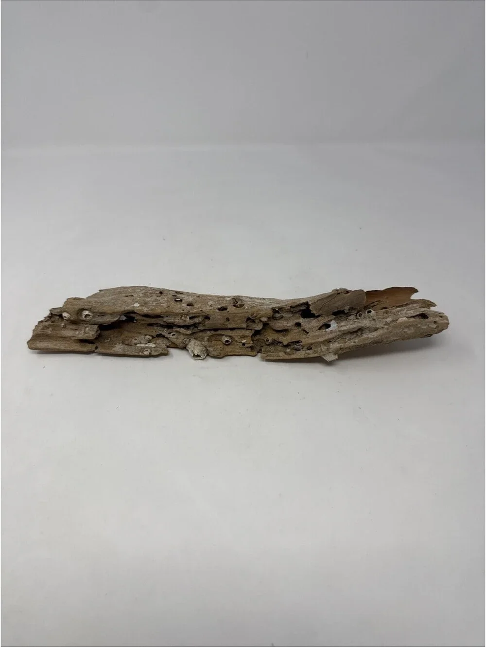 Natural Driftwood Barnacles Taxidermy Decor Coastal Saltwater Bay Beach 11